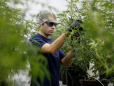 A $10 billion marijuana producer just spun off its venture arm in the hopes it will become the 'Google Ventures of cannabis' (RIV)